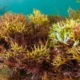 Top Sea Moss Benefits: Full Guide