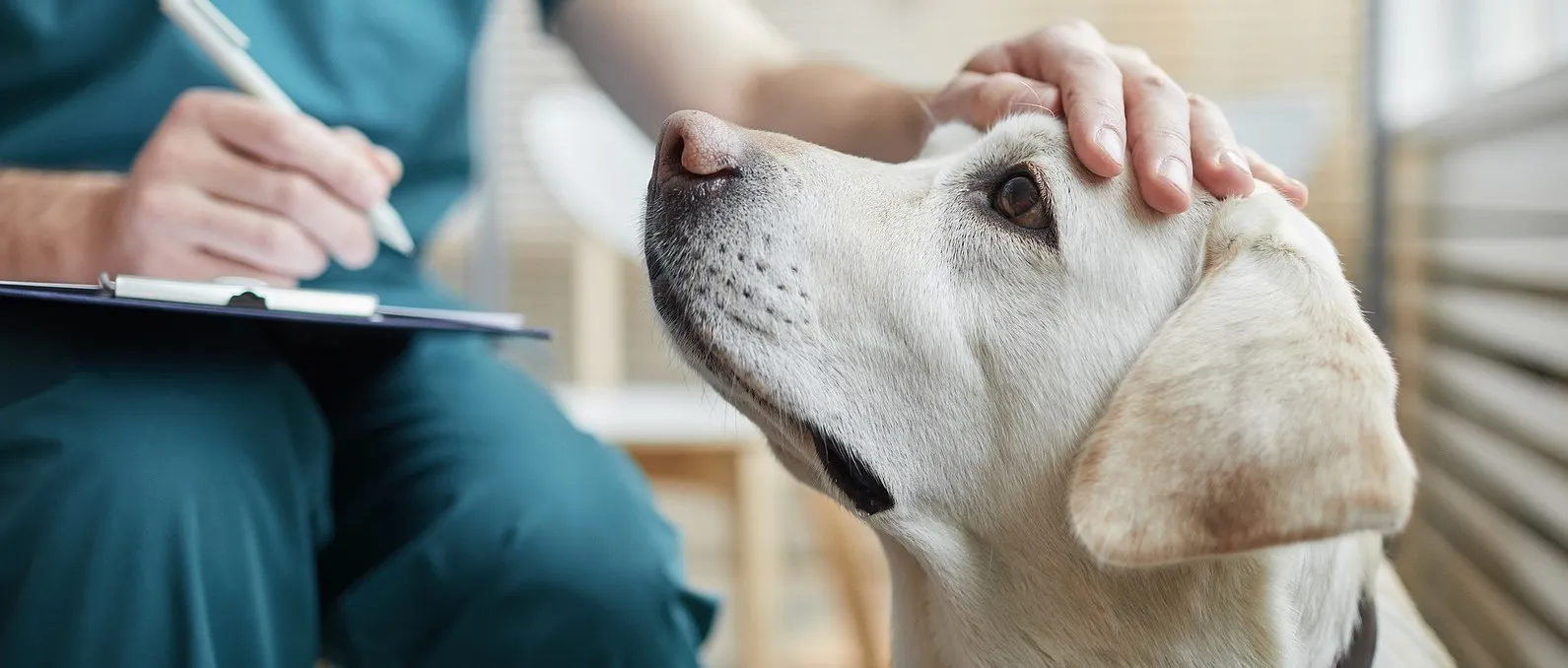How Much Is Pet Insurance? Unveiling the Essentials